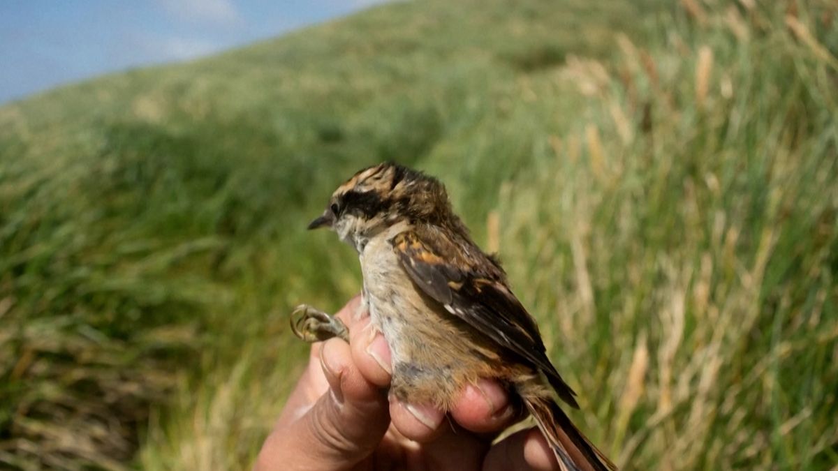 Na chilském souostroví objevili nový ptačí druh